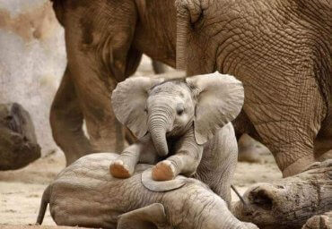 Babyelefanter som leker