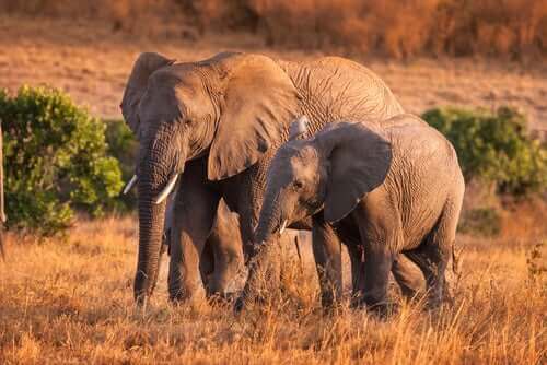 Interessante fakta om atferden til ville elefanter