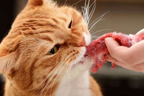 Fordelene ved å fôre katten rått kjøtt og mat