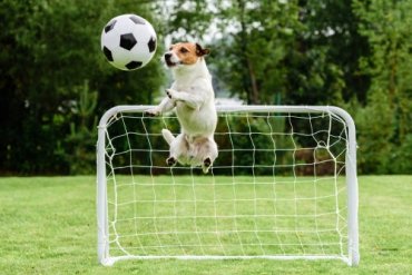En hund som spiller fotball