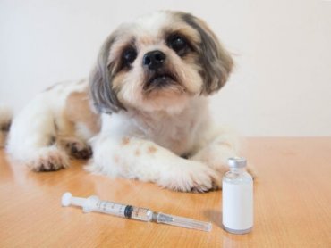 Insulin for hunder med diabetes