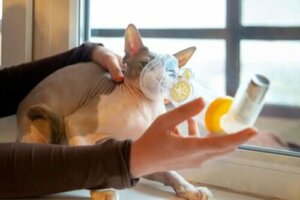 Åndedrettsproblemer hos katter: Årsaker og symptomer