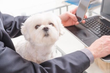 En hund ved en datamaskin