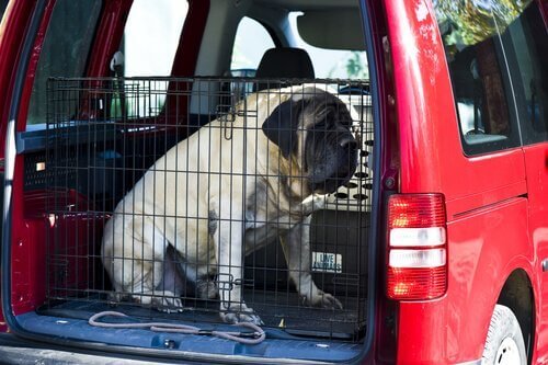 En hund som sitter i et bur i en bil