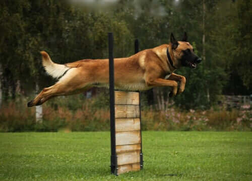 Viktigheten av trening for hunder