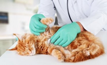 En veterinær som lytter til kattens hjerte
