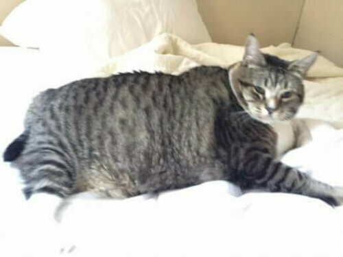 Den feteste katten i verden som ligger på etn seng.