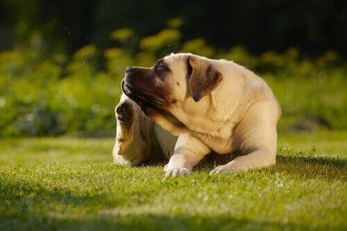 En hund som kan klør seg på gresset.