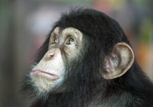 Hvilket dyr er smartere - en hund eller en sjimpanse?