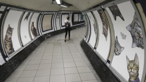 Londons undergrunnsbane ble bombandert av kattebilder i flere uker. 
