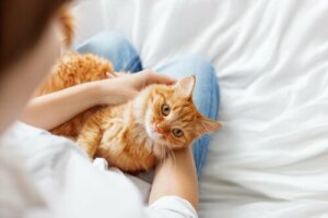 Tre tips for å gjøre katten din mer omgjengelig