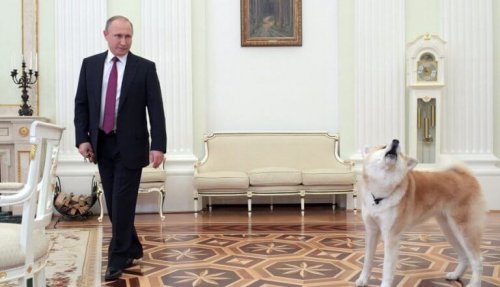 Vladimir Putins hund skremmer journalister med bjeffingen. Kilde: laprensa.peru.com