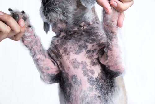 Behandling for atopisk dermatitt hos hunder