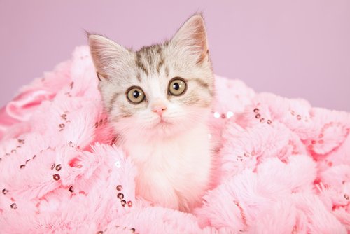 En katt som sitter på et rosa pledd