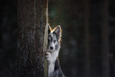 En hund som gjemmer seg bak et tre