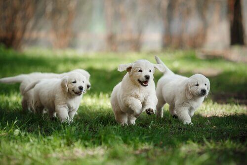 Søte hunder som løper over gresset.