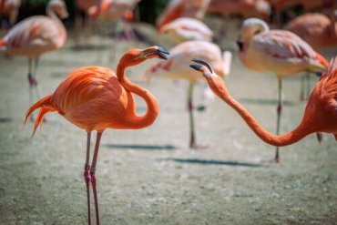 Flamingoer som slåss