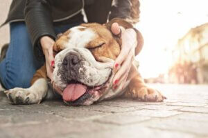 Er kortsnutede hunder mer kjærlige enn andre hunder?