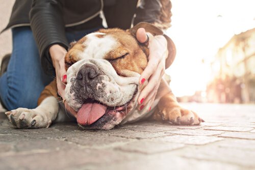 Er kortsnutede hunder mer kjærlige enn andre hunder?