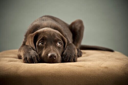 En hund på en seng som ser redd ut.