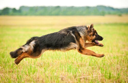 En shæferhund som hopper på en åker.