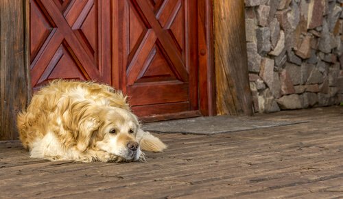 Hvordan det å flytte til et nytt hjem påvirker hunden din