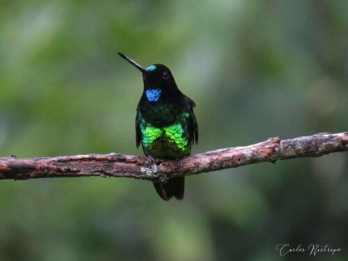 Oreadeinka er en av kolibriene i Columbia