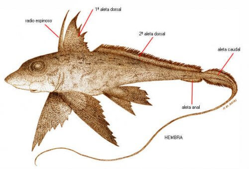 Anatomien til dyphavsfisken helhodefisk