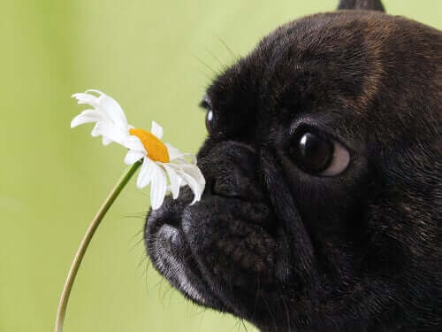 En svart mops som lukter på en blomst