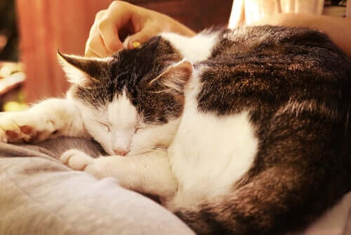 Mange katter vil heller sove med eieren enn i sin egen seng. 