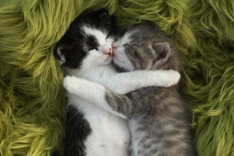 To katter som sover sammen