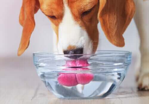 En hund som drikker vann fra en glassbolle