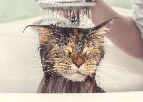 En katt som blir dusjet