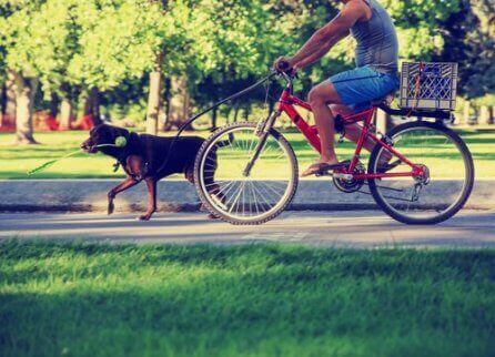 En hund går sammen med eieren på sykkel