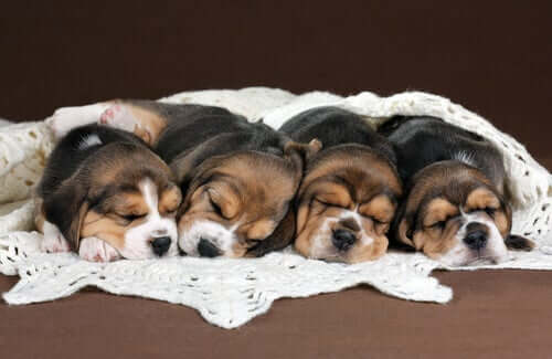 Et kull med sovende beaglevalper