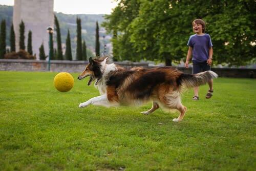 En hund og et barn som leker i parken