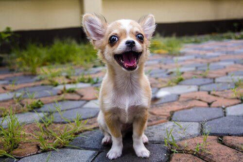 En chihuahua-hund som smiler mot kameraet