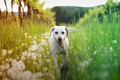 En hund som løper gjennom langt gress og blomster