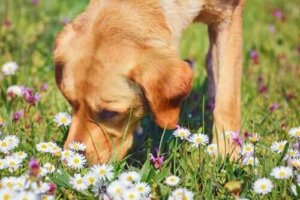 Kamille og dens medisinske egenskaper for kjæledyr