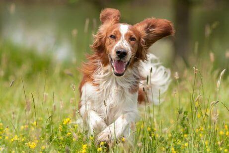 En hund som løper i en eng
