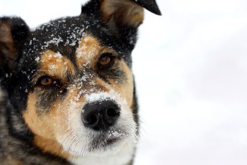 En hund med snø i ansiktet