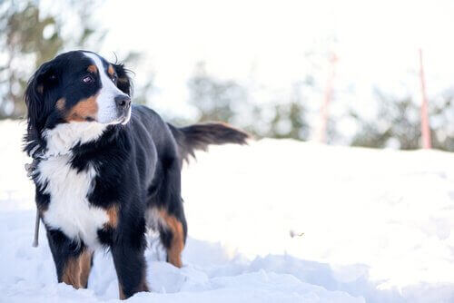 En hund som er ute i snøen