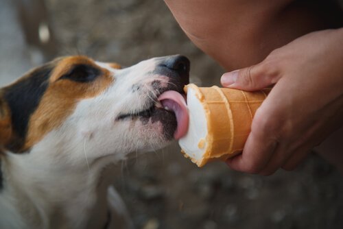 Kan man kjøpe glutenfrie godbiter til hunder?