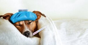 Hvordan forhindre spredningen av influensa blant kjæledyr