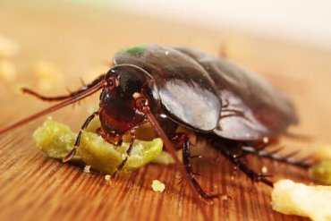 En kakerlakk som spiser litt mat