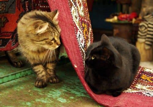 En svart katt og en brun katt