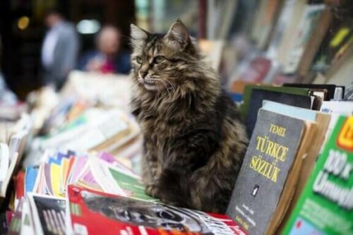 En katt som sitter på bøker og magasiner