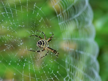 Et nærbilde av en edderkopp på edderkoppnettet