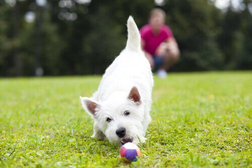 En hund som leker med en ball