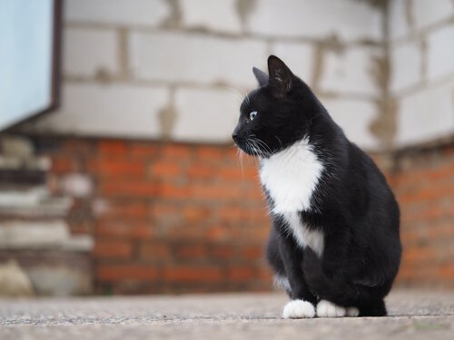 En svart og hvit katt som sitter foran en vegg